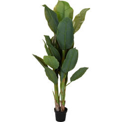Plant arrangement 165cm in a pot
