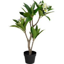 Arrangement einer 90 cm großen Frangipanipflanze