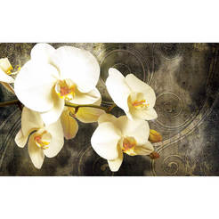 3D Фототапет за стена - Бели цветя, Орхидеи 368 x 254см
