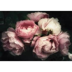 Фототапет за стена - цветя Рози 368 x 254см