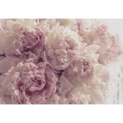 Фототапет за стена - цветя Розови божури 368 x 254см
