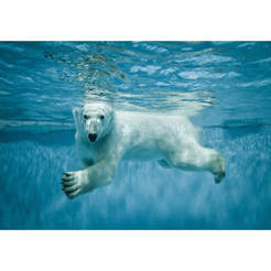 Wall photo wallpaper - Polar bear 368 x 254cm