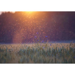 Фототапет за стена - поле с цветя 368 x 254см