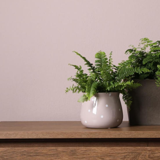 0502010780-1-kashpa-keramika-13h10sm-kremava-s-tochki-deco-polnix_552x552_pad_478b24840a