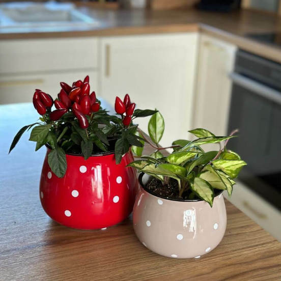 0502010780-2-kashpa-keramika-13h10sm-kremava-s-tochki-deco-polnix_552x552_pad_478b24840a