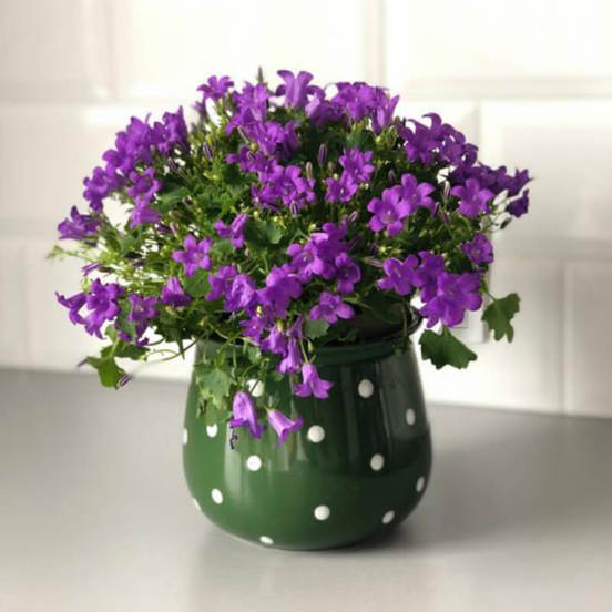 0502010781-1-kashpa-keramika-13h10sm-zelena-s-tochki-deco-polnix_552x552_pad_478b24840a