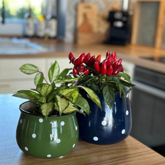 0502010781-2-kashpa-keramika-13h10sm-zelena-s-tochki-deco-polnix_552x552_pad_478b24840a