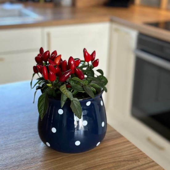 0502010782-1-kashpa-keramika-13h10sm-sinja-s-tochki-deco-polnix_552x552_pad_478b24840a