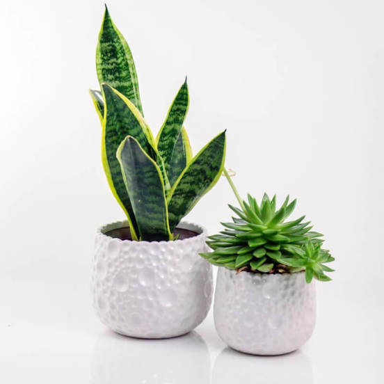 0502010783-1-kashpa-keramika-15h13sm-bjala-piano-polnix_552x552_pad_478b24840a