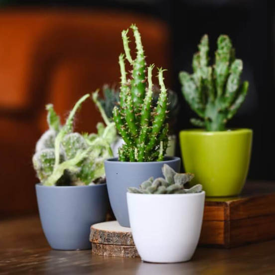 0502010787-1-kashpa-keramika-7h6sm-bjala-basic-cactus-polnix_552x552_pad_478b24840a