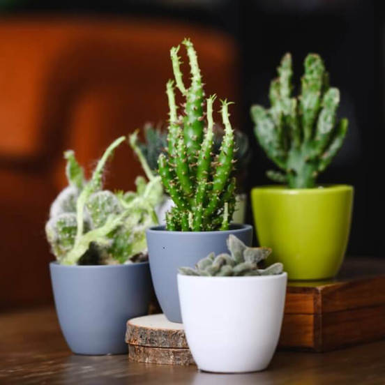 0502010788-1-kashpa-keramika-7h6sm-zelena-s-tochki-basic-cactus-polnix_552x552_pad_478b24840a