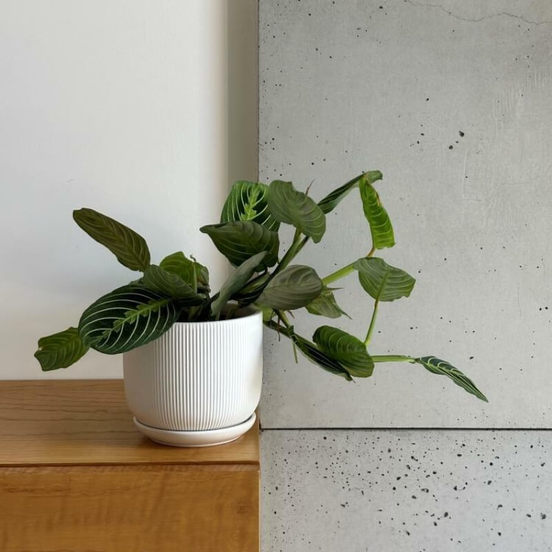 0502010810-1-saksija-keramichna-20sm-bjala-s-podlozhka-barcelona-polnix_552x552_pad_478b24840a