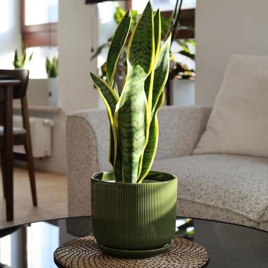 0502010817-1-saksija-keramichna-14sm-zelena-s-podlozhka-barcelona-polnix_552x552_pad_478b24840a