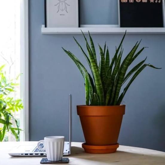 0502010822-1-saksija-keramichna-13sm-terakota-tuscan-polnix_552x552_pad_478b24840a