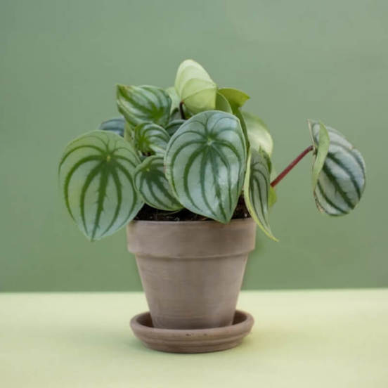 0502010833-1-saksija-keramichna-23sm-siva-tuscan-polnix_552x552_pad_478b24840a