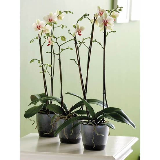 0502010921-2_552x552_pad_478b24840a