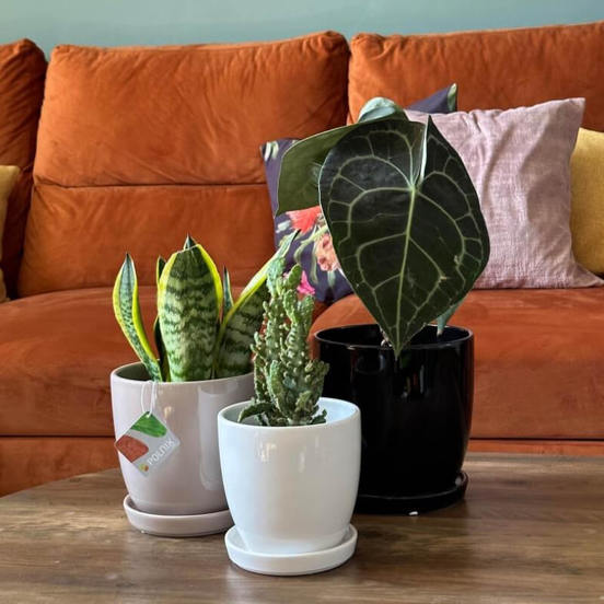 0502011773-2-keramichna-saksija-s-podlozhka-13-h-12sm-svetlosiva-amsterdam-polnix_552x552_pad_478b24840a