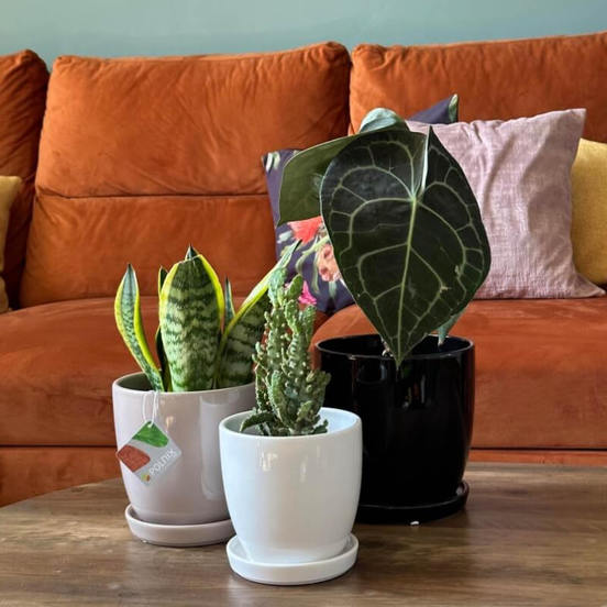 0502011775-2-keramichna-saksija-s-podlozhka-17-h-16sm-svetlosiva-amsterdam-polnix_552x552_pad_478b24840a