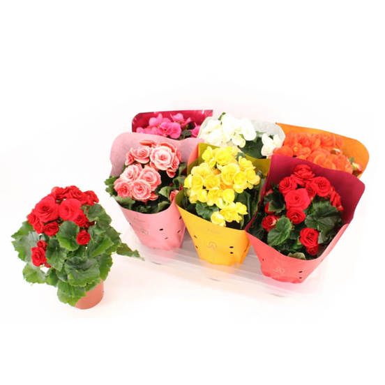 0502021007-rastenie-v-saksija-begonija-begonia-mix-14sm-n31_552x552_pad_478b24840a
