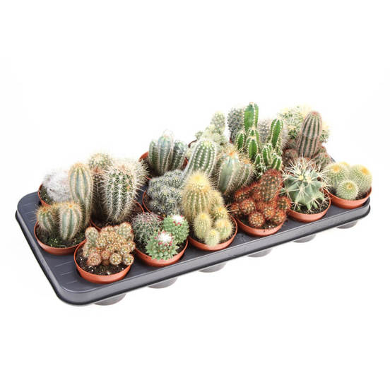 0502021009-rastenie-v-saksija-kaktus-cactus-mix-5-5sm-n8_552x552_pad_478b24840a