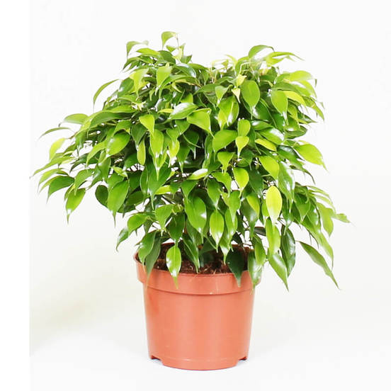 0502021023-rastenie-v-saksija-bendzhamin-zelen-ficus-benj-green-kinky-12sm-n27_552x552_pad_478b24840a