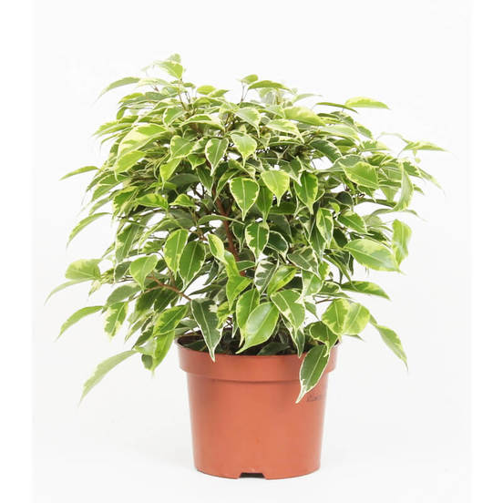 0502021024-rastenie-v-saksija-bendzhamin-ficus-benj-kinky-12sm-n20_552x552_pad_478b24840a
