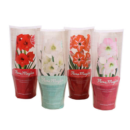 0502021028-rastenie-v-saksija-hipeastrum-hippeastrum-mix-2-knop-12sm-n25_552x552_pad_478b24840a