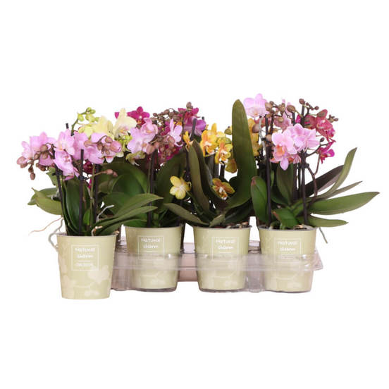 0502021037-rastenie-v-saksija-orhideja-phalaenopsis-natural-charm-mix-9sm-n30_552x552_pad_478b24840a