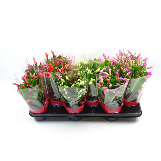 0502021043-rastenie-v-saksija-shumbergera-schlumbergera-mix-5-1sm-n25_552x552_pad_478b24840a