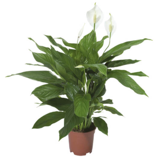 0502021044-rastenie-v-saksija-spatifilum-spathiphyllum-bellini-more-lips-13sm-n40_552x552_pad_478b24840a
