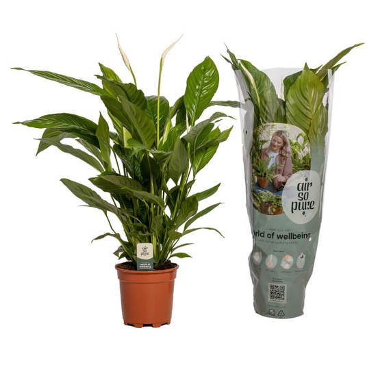 0502021045-rastenie-v-saksija-spatifilum-spathiphyllum-vivaldi-air-so-pure-17sm-n65_552x552_pad_478b24840a