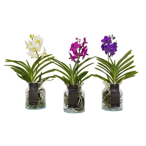 0502021046-rastenie-v-saksija-vanda-vanda-bose-colour-mix-14sm-n45_552x552_pad_478b24840a