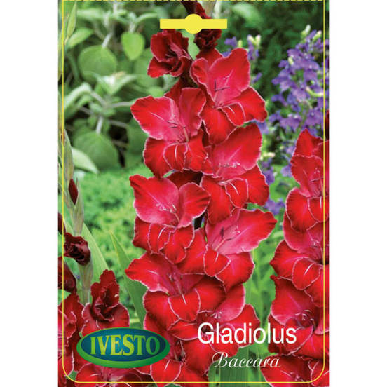 0502040193-lukovici-gladiola-gladiolus-windsong-ivesto_552x552_pad_478b24840a