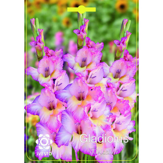 0502040194-lukovici-gladiola-gladiolus-priscila-ivesto_552x552_pad_478b24840a