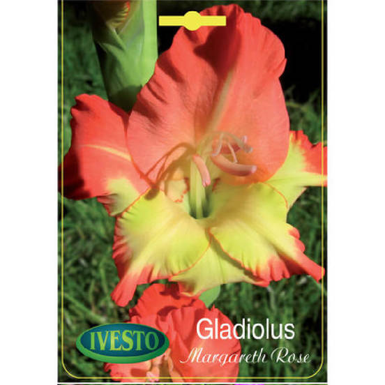 0502040197-lukovici-gladiola-gladiolus-margareth-rose-ivesto_552x552_pad_478b24840a