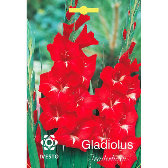 0502040202-lukovici-gladiola-gladiolus-tradehorn-ivesto_552x552_pad_478b24840a