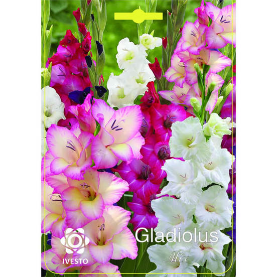 0502040204-lukovici-gladiola-gladiolus-gladiolus-mix-ivesto_552x552_pad_478b24840a