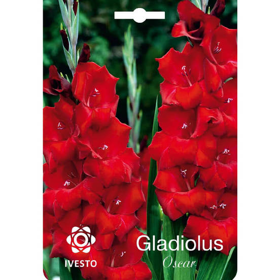 0502040354-lukovici-gladiola-oscar-ivesto_552x552_pad_478b24840a