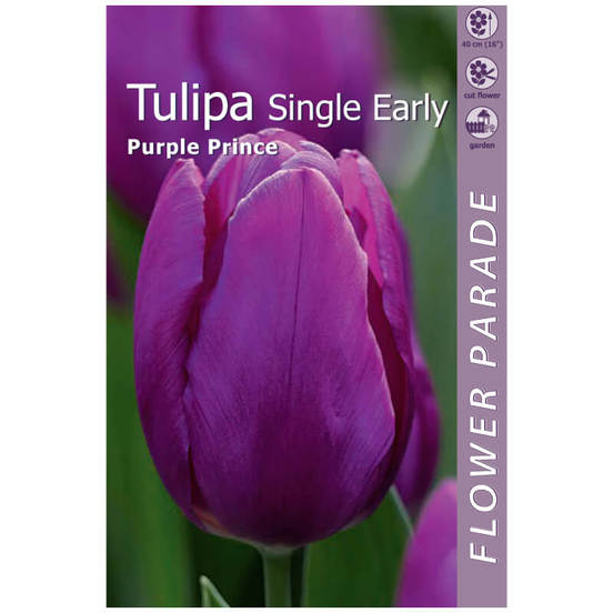 0502040626-lukovici-lale-4br-single-early-purple-prince_552x552_pad_478b24840a