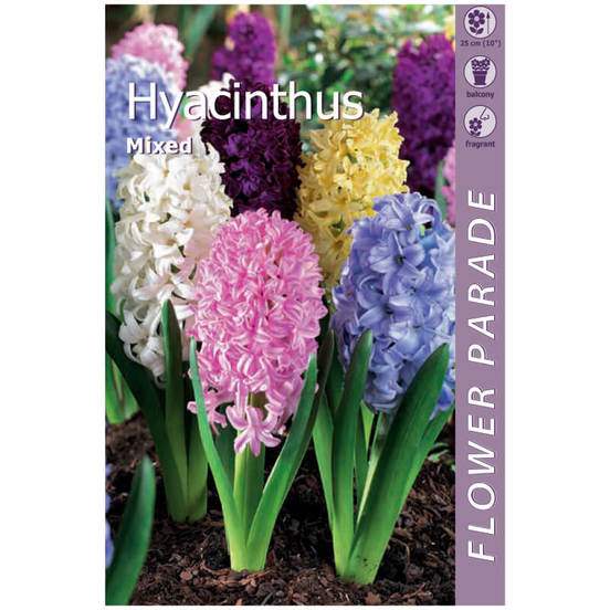 0502040632-lukovici-zjumbjul-3br-orientalis-mixed_552x552_pad_478b24840a