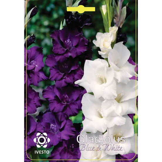 0502040772-lukovici-gladiola-blue-and-white-ivesto_552x552_pad_478b24840a