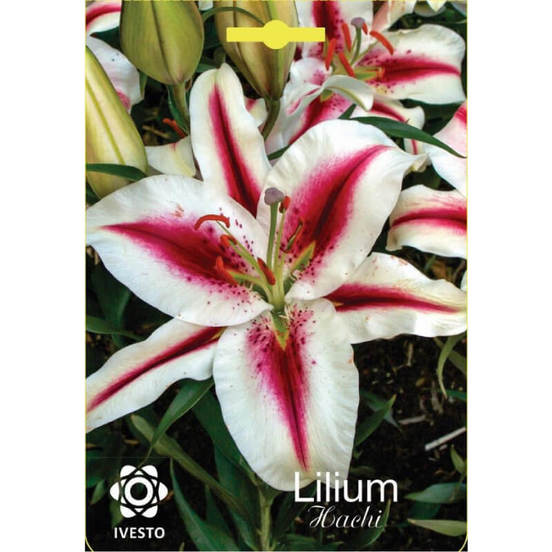 0502040775-lukovici-gradinski-lilium-hachi-ivesto_552x552_pad_478b24840a