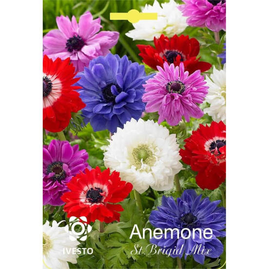 0502040777-lukovici-anemone-anemone-st-brigid-mixed-ivesto_552x552_pad_478b24840a