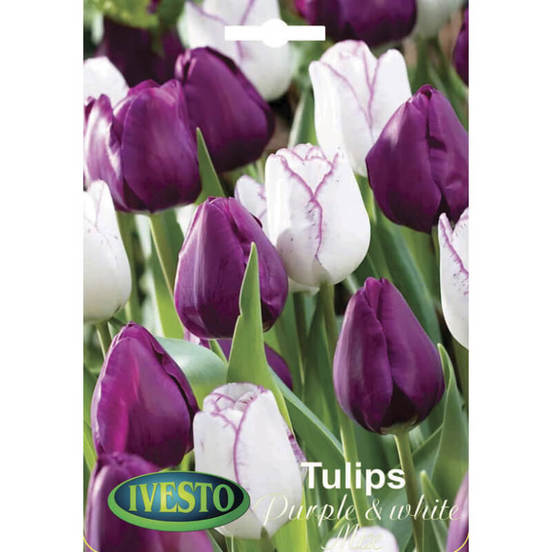 0502040804-lukovici-lale-purple-end-white-mix_552x552_pad_478b24840a