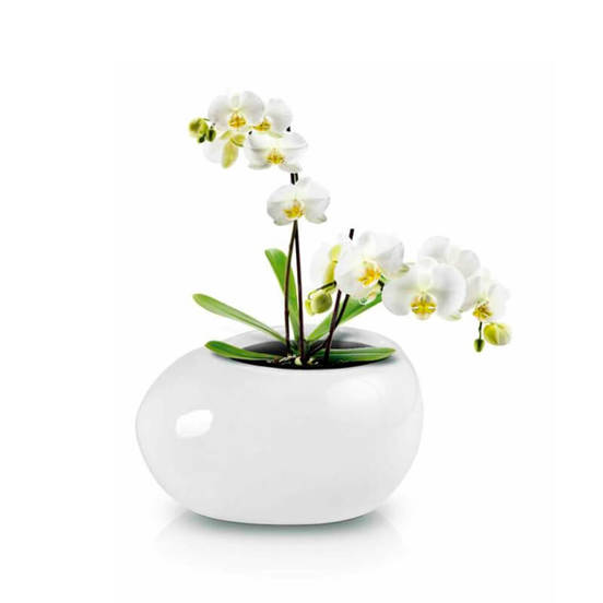 0502060141-keramichna-kashpa-piano-22-h-17sm-bjala-elipsa1_552x552_pad_478b24840a