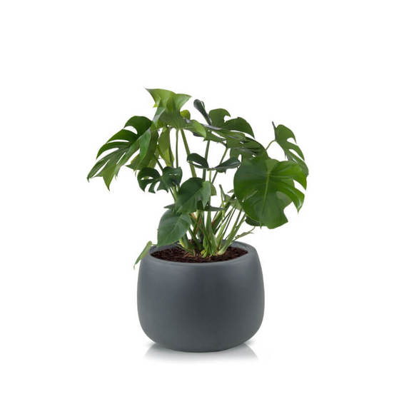 0502060186-187-plastmasova-kashpa-ecolite-f-33sm2_552x552_pad_478b24840a