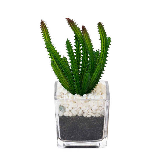 0607061056-aranzhirovka-kaktus-8h8h19sm-v-kashpa-s-dekorativni-kamycheta-10388_552x552_pad_478b24840a