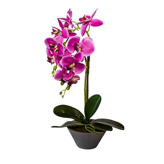 0607061182-izkustveno-razstenie-orhideja-konusoobrazna-ciklama-v-kashpa-10h10h50sm_552x552_pad_478b24840a