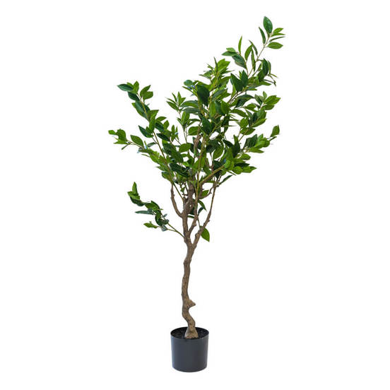 0607061186-izkusteno-rastenie-dryvche-limon-v-saksija-1-2m-aranzhirovka-1_552x552_pad_478b24840a