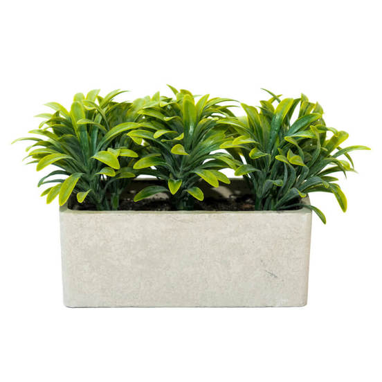 0607061291-aranzhirovka-rastenie-v-pravoygylna-kashpa_552x552_pad_478b24840a